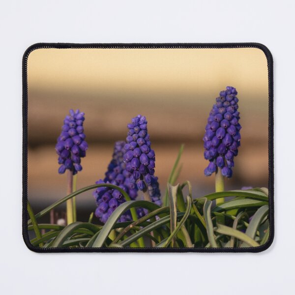 Item preview, Grape Hyacinth designed and sold by Calidris Fotografie Steffi & Ben Köppler.