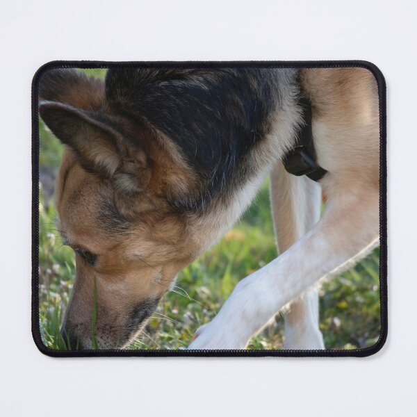 Item preview, Dog sniffing designed and sold by Calidris Fotografie Steffi & Ben Köppler.