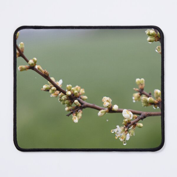 Item preview, Raindrops designed and sold by Calidris Fotografie Steffi & Ben Köppler.