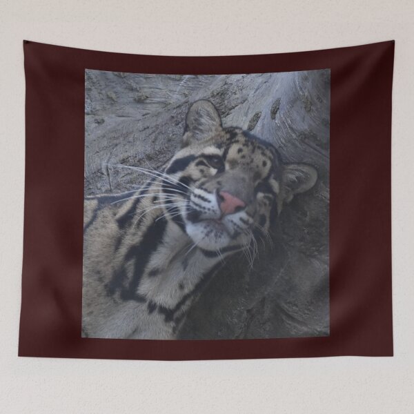 Item preview, Clouded Leopard  designed and sold by Sharon the Zoo Lady Photography .