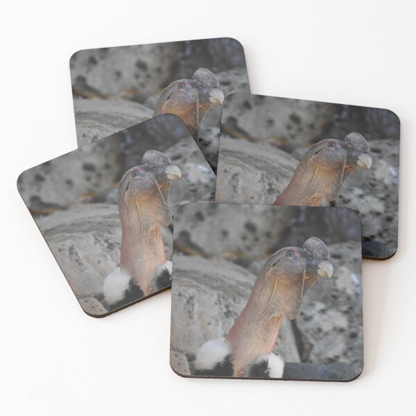 Item preview, Andean Condor  designed and sold by Sharon the Zoo Lady Photography .