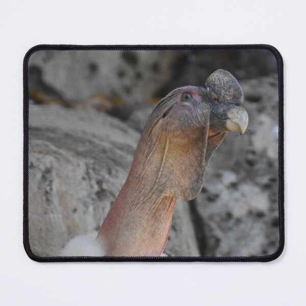 Item preview, Andean Condor designed and sold by Sharon the Zoo Lady Photography .