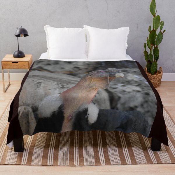 Item preview, Andean Condor designed and sold by Sharon the Zoo Lady Photography .