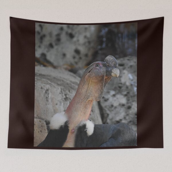 Item preview, Andean Condor  designed and sold by Sharon the Zoo Lady Photography .