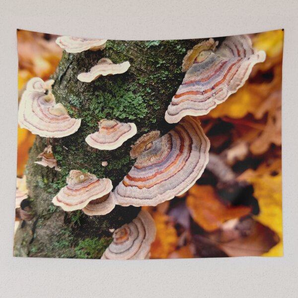Item preview, Colorful Turkey Tail Mushrooms designed and sold by bjtomiko.