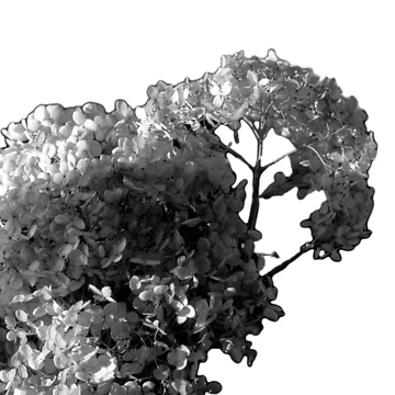 Artwork thumbnail, Hydrangea  by Rseide