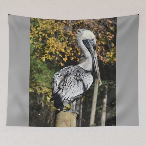 Item preview, Brown Pelican  designed and sold by Sharon the Zoo Lady Photography .