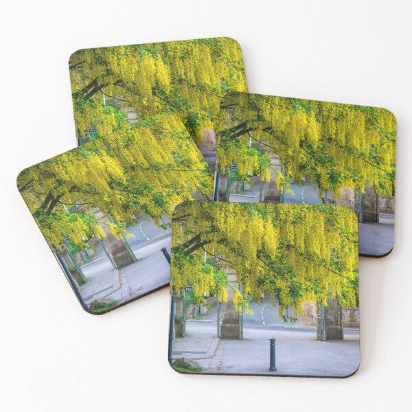 Item preview, Blooming Laburnum at Corporation Park, Blackburn, Lancashire designed and sold by Shafiq Khan.