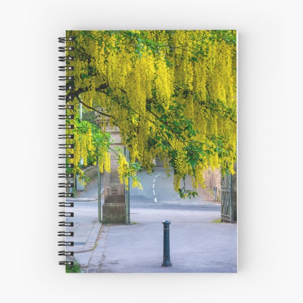 Item preview, Blooming Laburnum at Corporation Park, Blackburn, Lancashire designed and sold by Shafiq Khan.