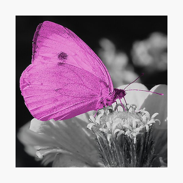 Item preview, Pink Butterfly on Black and White Flower designed and sold by Ewa Miller.