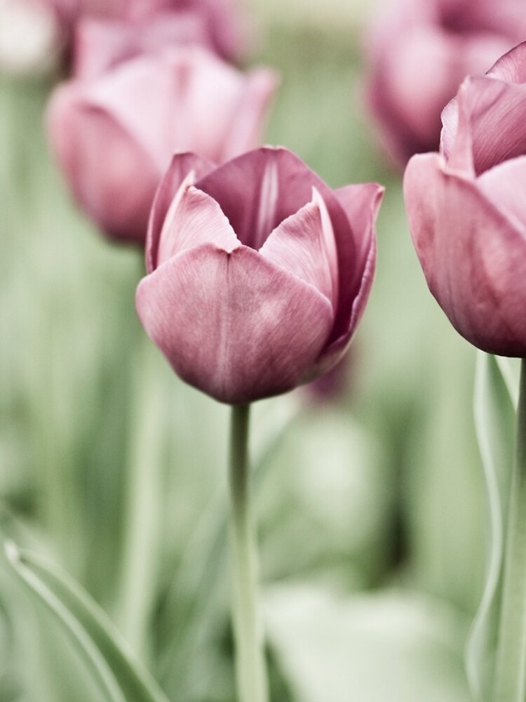 Tulip Garden by gardenpictures