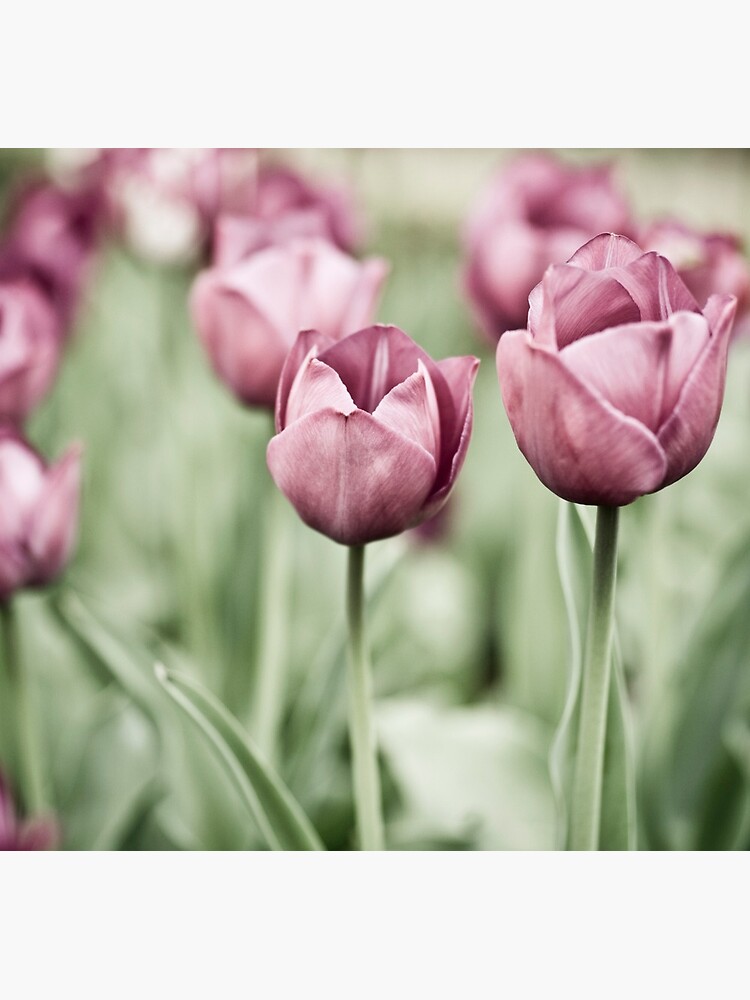 Tulip Garden by gardenpictures