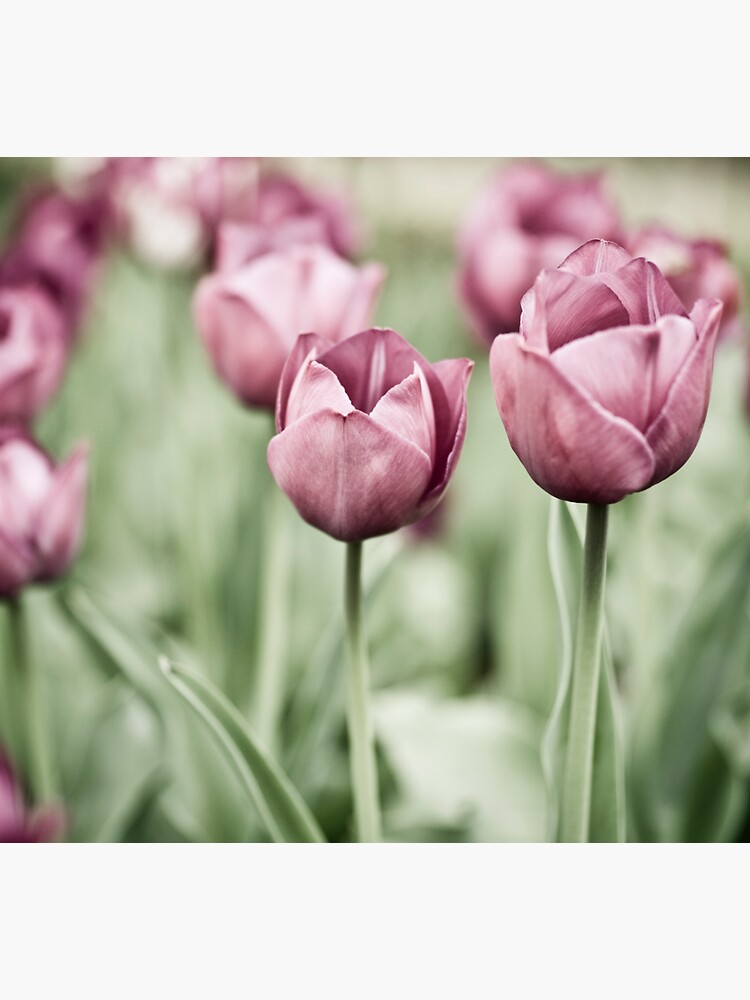 Tulip Garden by gardenpictures