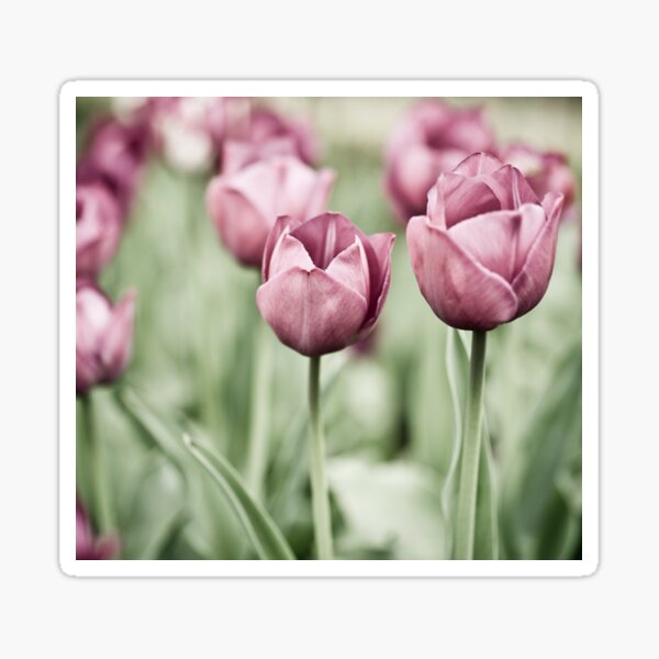 Tulip Garden Sticker