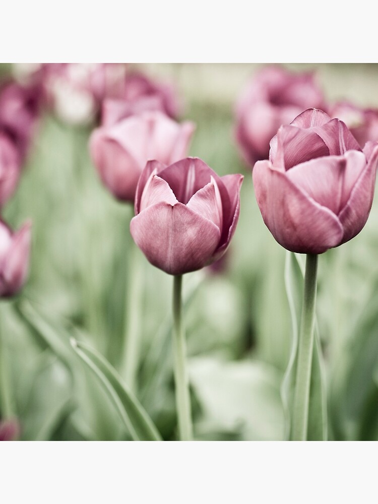 Tulip Garden by gardenpictures
