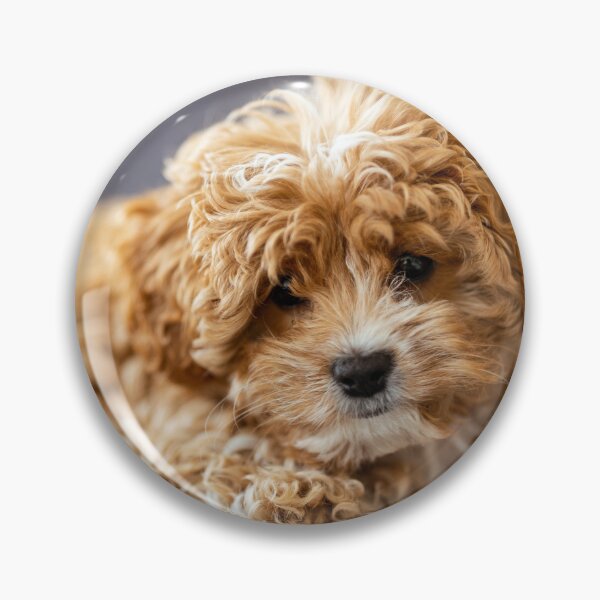 Item preview, Cute Cavapoo Photo designed and sold by TheAnimalZ00.
