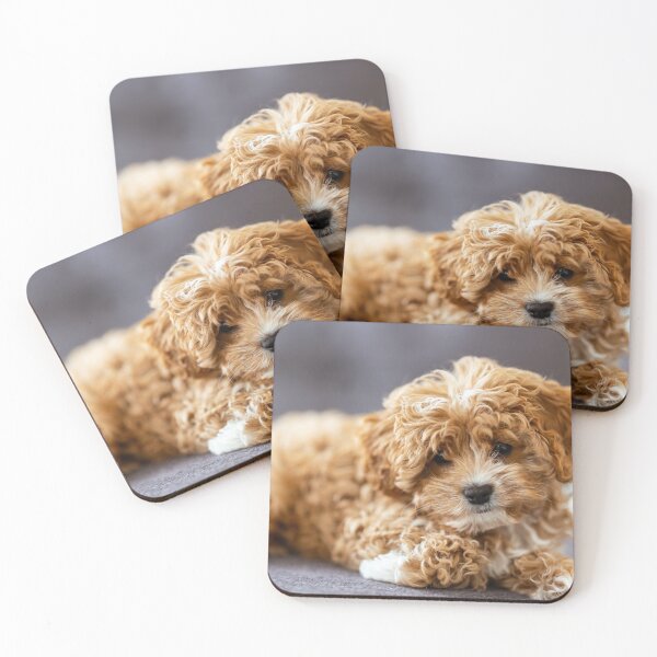 Item preview, Cute Cavapoo Photo designed and sold by TheAnimalZ00.