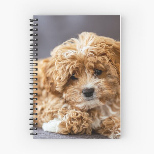 Artikelvorschau, Süßes Cavapoo-Foto entworfen und verkauft von TheAnimalZ00.