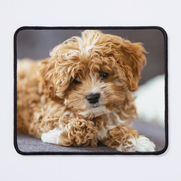 Item preview, Cute Cavapoo Photo designed and sold by TheAnimalZ00.