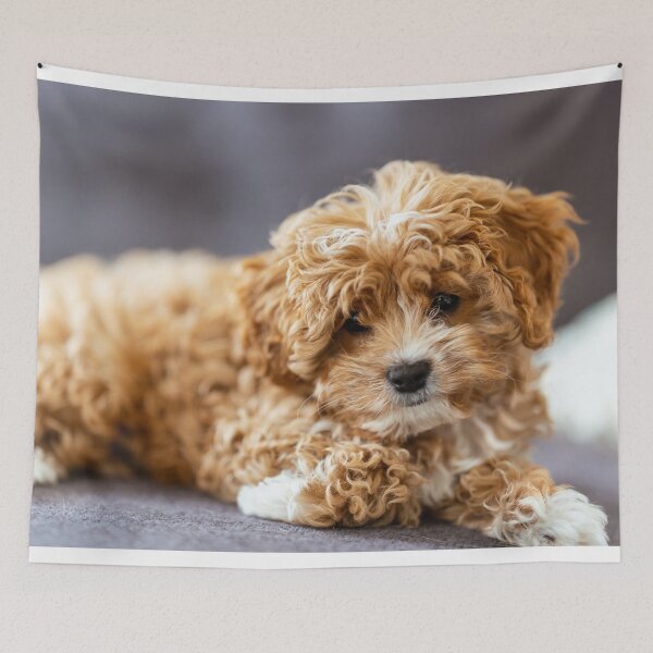 Item preview, Cute Cavapoo Photo designed and sold by TheAnimalZ00.