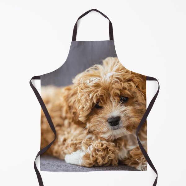 Item preview, Cute Cavapoo Photo designed and sold by TheAnimalZ00.