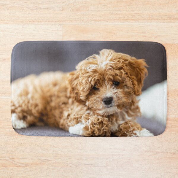 Item preview, Cute Cavapoo Photo designed and sold by TheAnimalZ00.