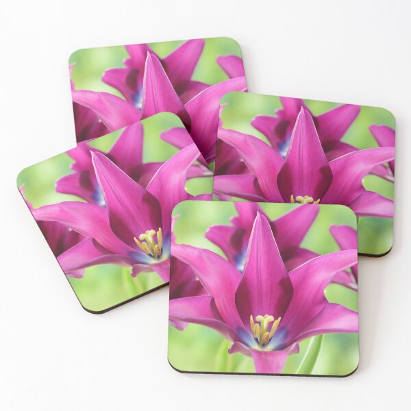 Item preview, Tulipa  'Burgundy'   Lily-flowered Tulip  designed and sold by Chris Burrows.