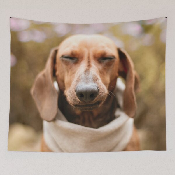 Item preview, A Cute Calm Dachshund Dog Photo designed and sold by TheAnimalZ00.