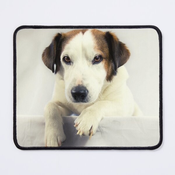 Item preview, Jack Russell Terrier Photo designed and sold by TheAnimalZ00.
