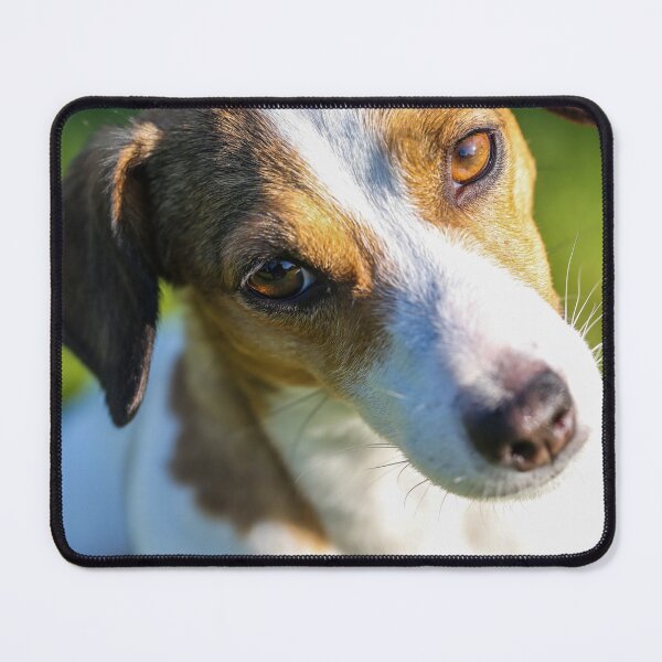 Item preview, Cute Jack Russell Terrier Photo designed and sold by TheAnimalZ00.