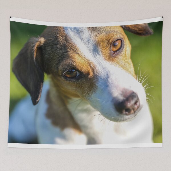 Item preview, Cute Jack Russell Terrier Photo designed and sold by TheAnimalZ00.