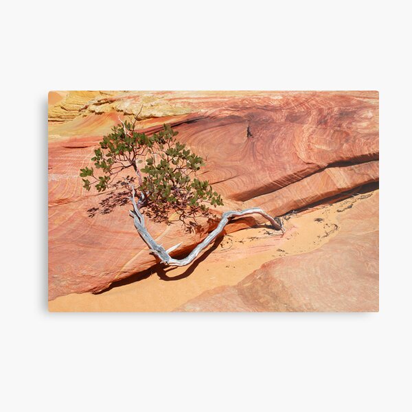 Manzanita Metal Print