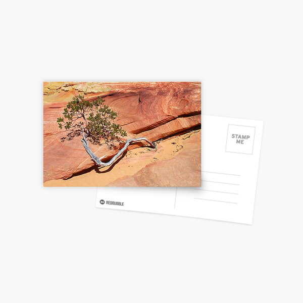 Manzanita Postcard