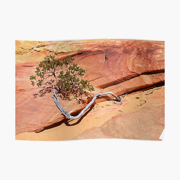 Manzanita Poster