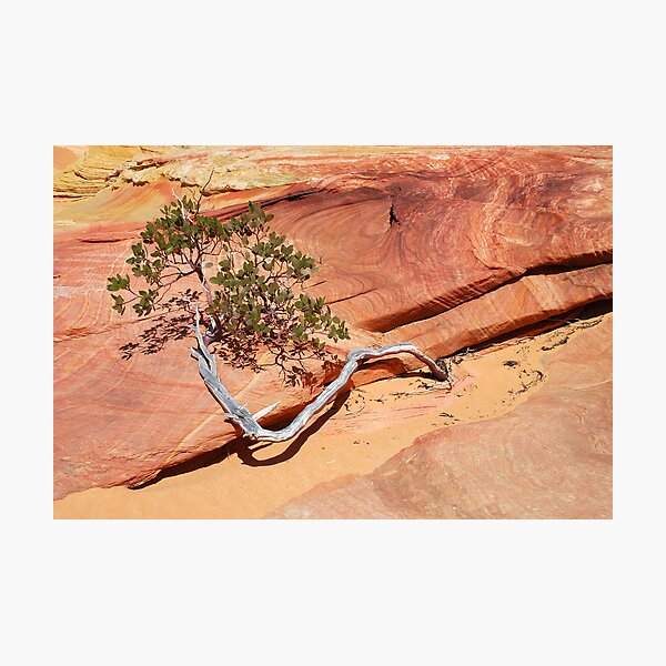 Manzanita Photographic Print