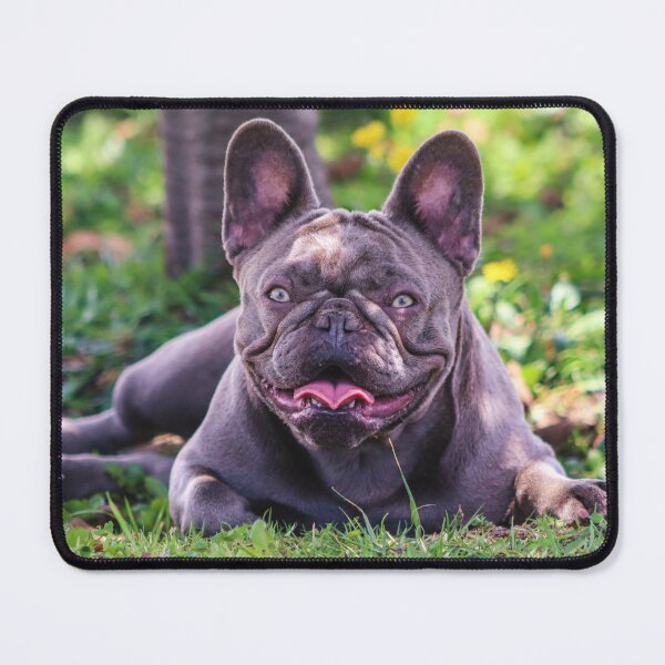 Item preview, Lilac French Bulldog Photo designed and sold by TheAnimalZ00.