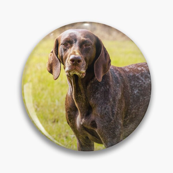 Item preview, German Shorthaired Pointer Photo designed and sold by TheAnimalZ00.