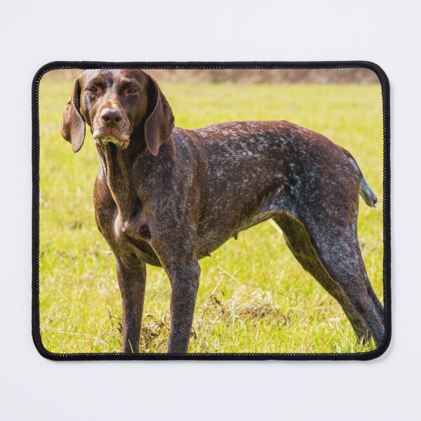 Item preview, German Shorthaired Pointer Photo designed and sold by TheAnimalZ00.