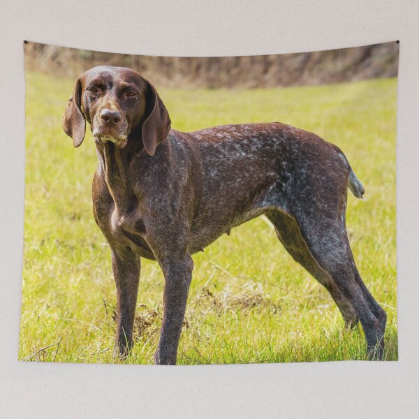 Item preview, German Shorthaired Pointer Photo designed and sold by TheAnimalZ00.