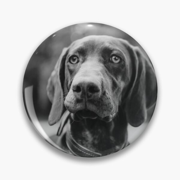 Item preview, Black and White German Shorthaired Pointer Photo designed and sold by TheAnimalZ00.