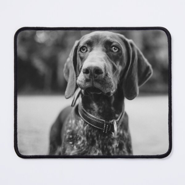 Item preview, Black and White German Shorthaired Pointer Photo designed and sold by TheAnimalZ00.