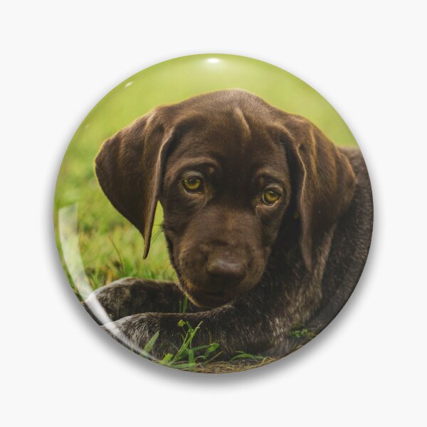 Item preview, Cute German Shorthaired Pointer Puppy Photo designed and sold by TheAnimalZ00.
