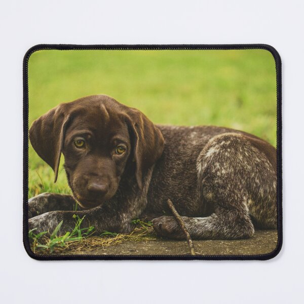 Item preview, Cute German Shorthaired Pointer Puppy Photo designed and sold by TheAnimalZ00.