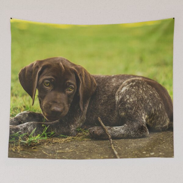 Item preview, Cute German Shorthaired Pointer Puppy Photo designed and sold by TheAnimalZ00.
