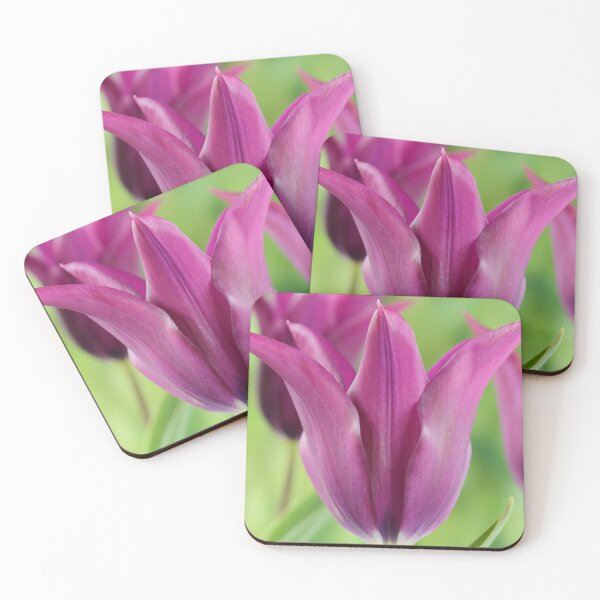 Item preview, Tulipa  'Burgundy'   Lily-flowered Tulip designed and sold by Chris Burrows.