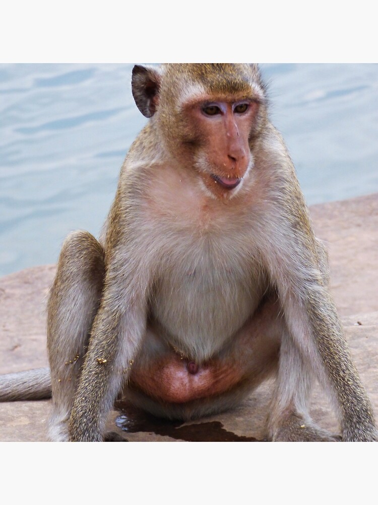 Water Monkey Water Monkey