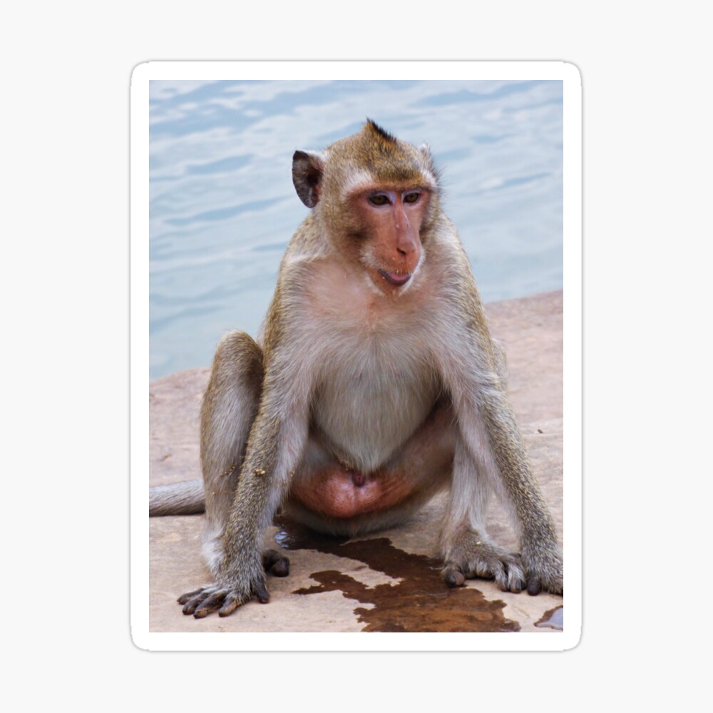 Water Monkey Water Monkey
