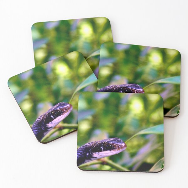 Item preview, Pantherophis Alleghaniensis designed and sold by MercerImages.