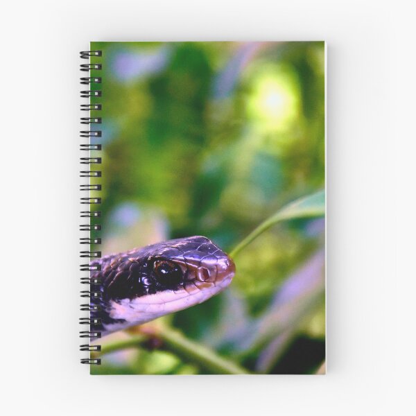 Item preview, Pantherophis Alleghaniensis designed and sold by MercerImages.