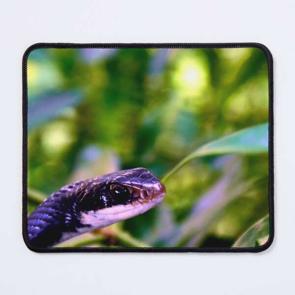 Item preview, Pantherophis Alleghaniensis designed and sold by MercerImages.
